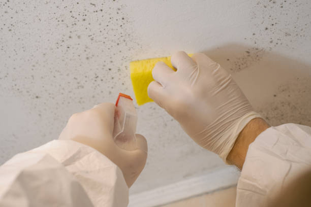 Best Basement Mold Removal  in USA